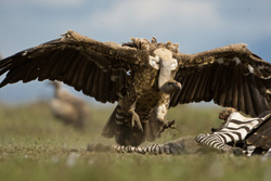 vulture